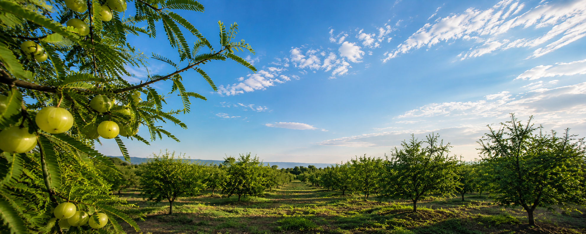 Amla (Indian Gooseberry) orchard in India — fertile green trees under open blue sky
